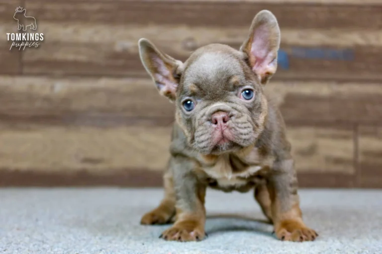 Petra, an adorable Isabella and tan French Bulldog puppy, stands on a carpet with wide blue eyes, looking directly forward.