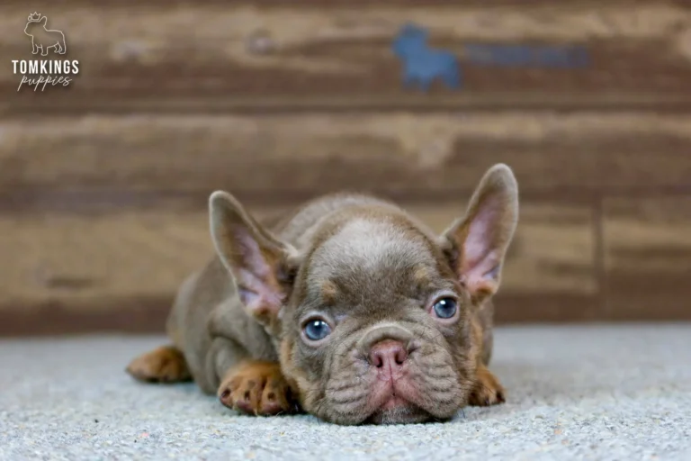 Petra, an Isabella and tan French Bulldog puppy, lies on a gray rug with soft blue eyes, a wooden wall behind her.