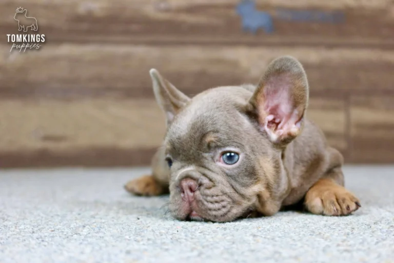 Petra, an isabella and tan French Bulldog puppy with striking blue eyes, lies calmly on a light gray carpet.