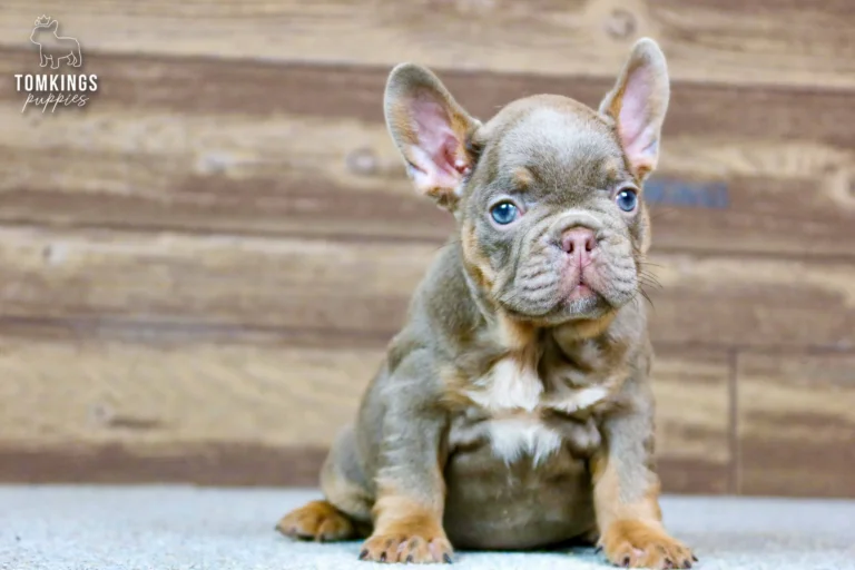 Isabella and tan French Bulldog puppy Petra sits looking forward with bright blue eyes and a white chest patch.