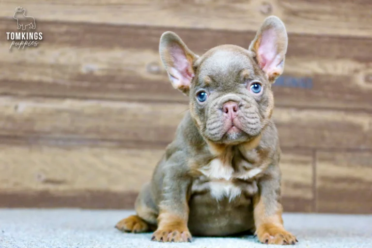 Isabella and tan French Bulldog puppy Petra sits attentively, looking forward with bright blue eyes and a white chest patch against a wooden background.