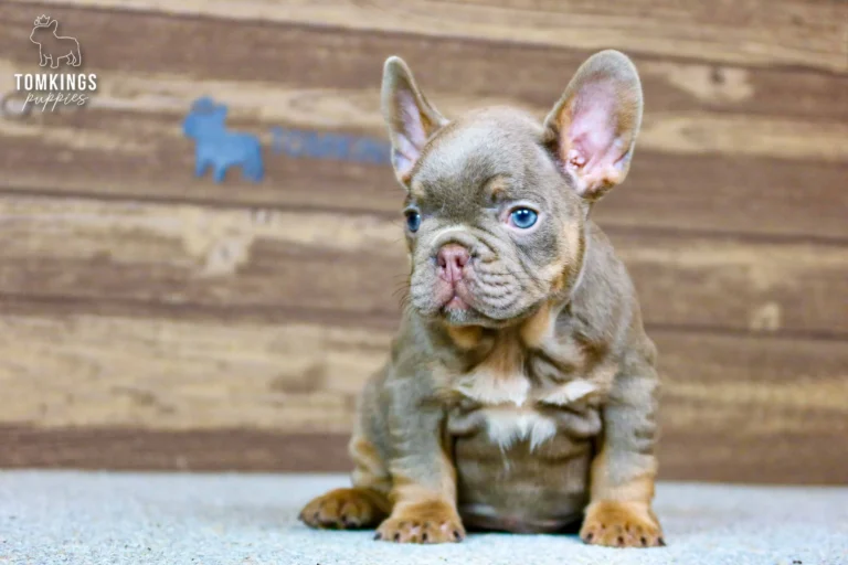 Petra, an Isabella and tan French Bulldog puppy, sits gazing left with bright blue eyes on a light floor.