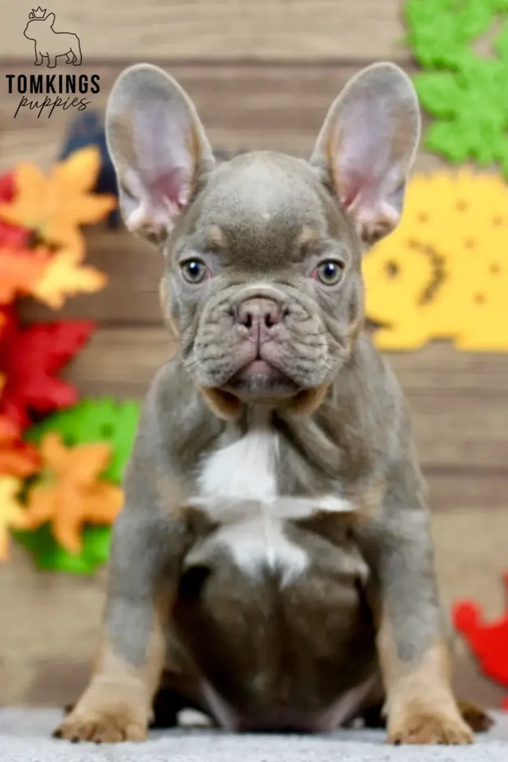Petra, an isabella and tan French Bulldog puppy with a white chest, sitting indoors and looking directly at the camera.