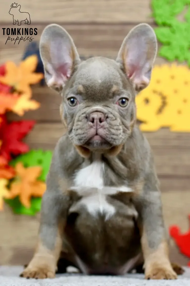 Petra, an isabella and tan French Bulldog puppy with a white chest, sitting indoors and looking directly at the camera.