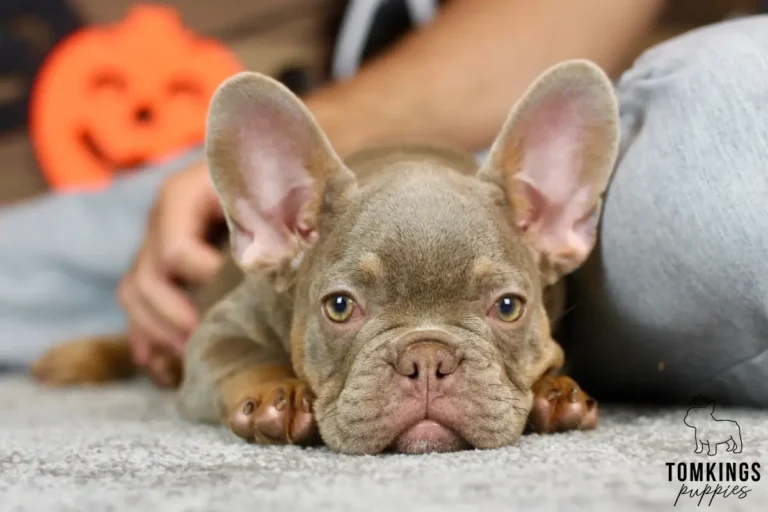 Petra, a lilac and tan French Bulldog puppy with light eyes and tan paws, resting on a soft blanket with Halloween pumpkin decorations behind.