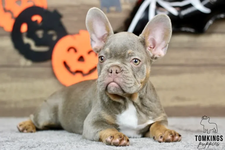 Petra, a lilac and tan French Bulldog puppy with a white chest patch and large upright ears, lying in front of Halloween pumpkin decorations.