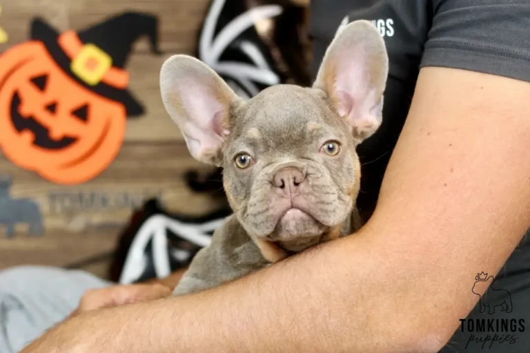 Close-up portrait of Petra, a lilac and tan French Bulldog puppy with light eyes and upright ears, resting in a person's arms.