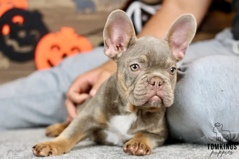 Petra, a lilac and tan French Bulldog puppy with light eyes, tan paws, and a white chest, resting beside a person with Halloween decorations behind.