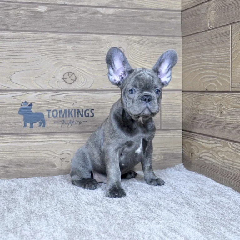 Blue brindle French Bulldog puppy sitting on a light carpet in front of a wooden TomKings Puppies background.