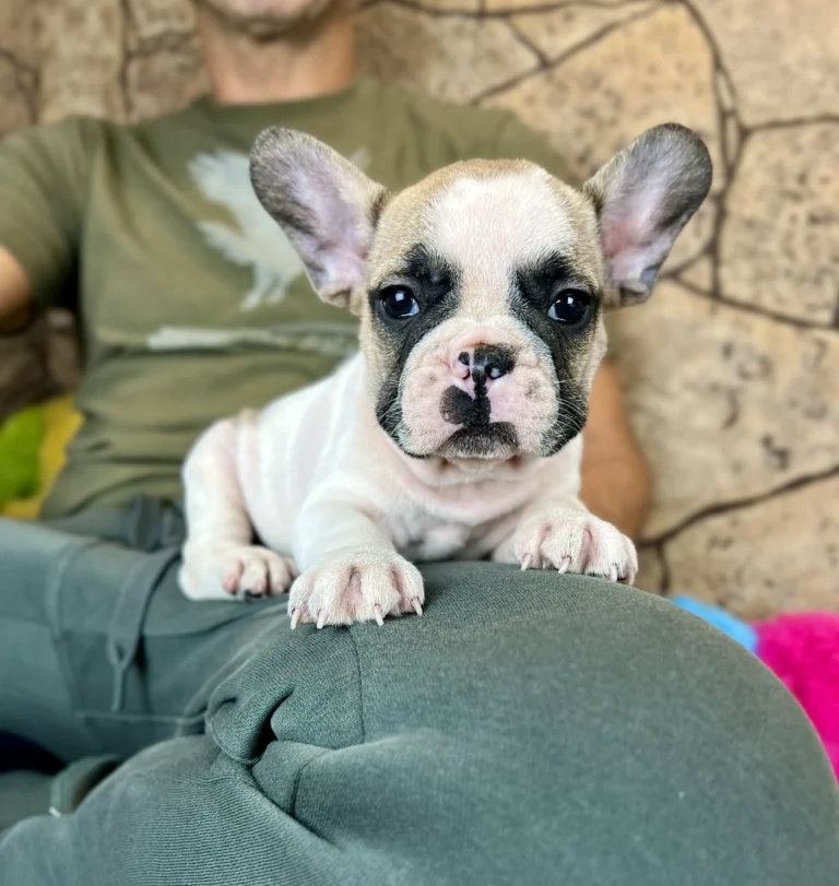 A red pied French Bulldog puppy resting on a person's lap indoors.