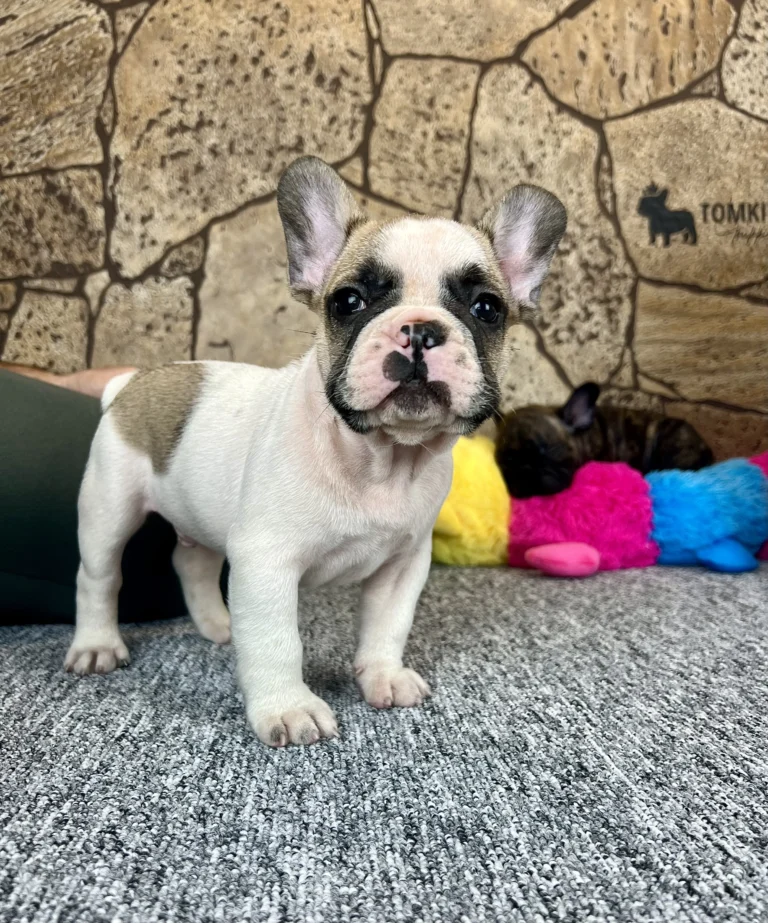 A red pied French Bulldog puppy standing indoors on a gray carpet.