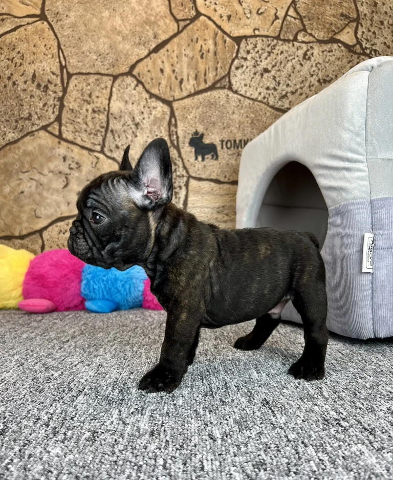 A black brindle French Bulldog puppy standing in profile indoors.