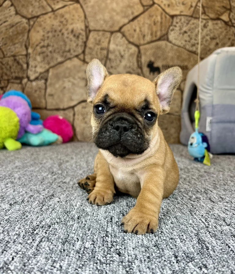 Red French Bulldog puppy with a black mask sitting on a gray carpet indoors.