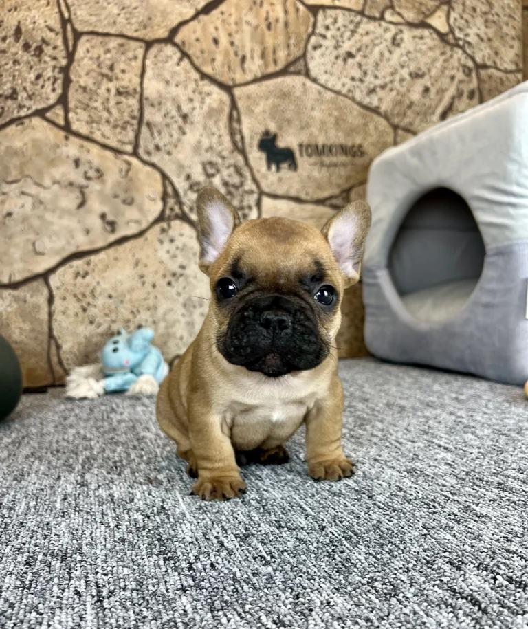 Red French Bulldog puppy sitting beside a cozy dog bed indoors.