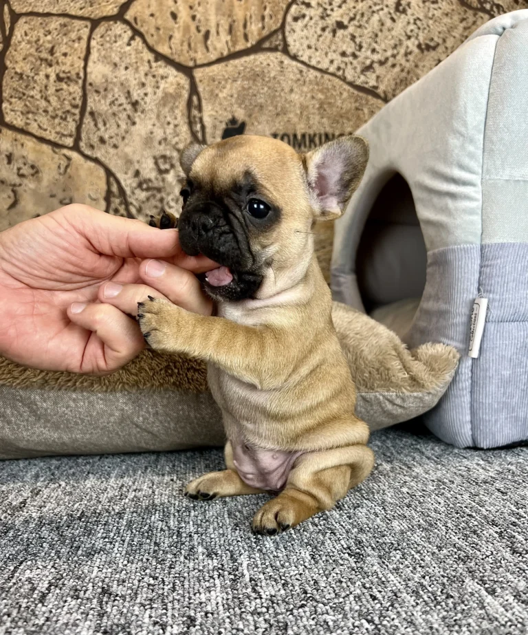 Playful red French Bulldog puppy gently nibbling a person's finger indoors.