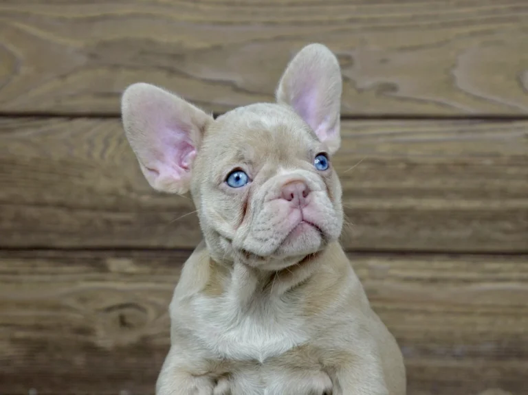 Close-up portrait of a new shade Isabella French Bulldog puppy with blue eyes.