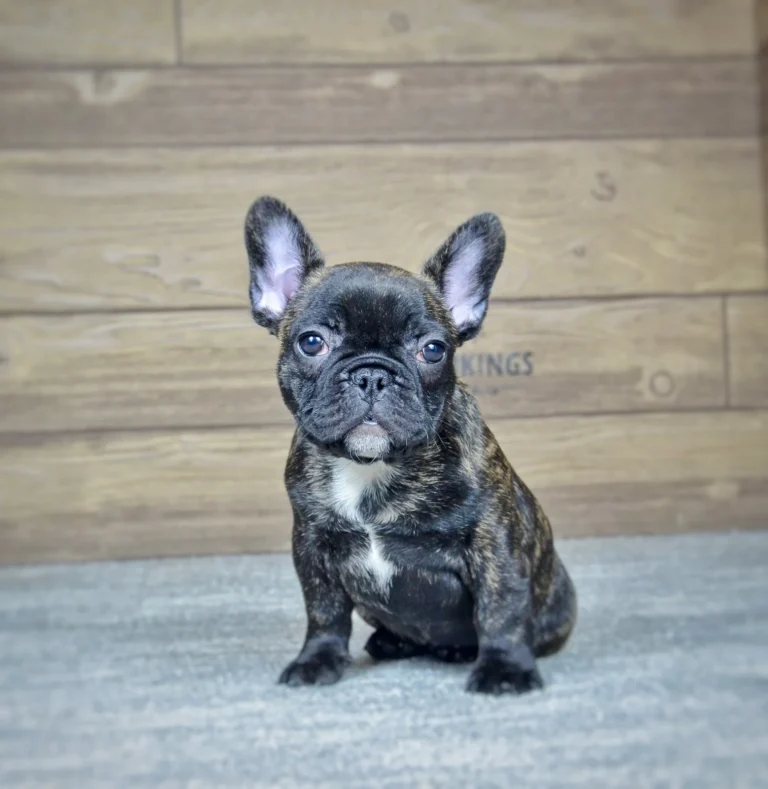 A mini French Bulldog puppy sitting indoors in front of a wooden backdrop.