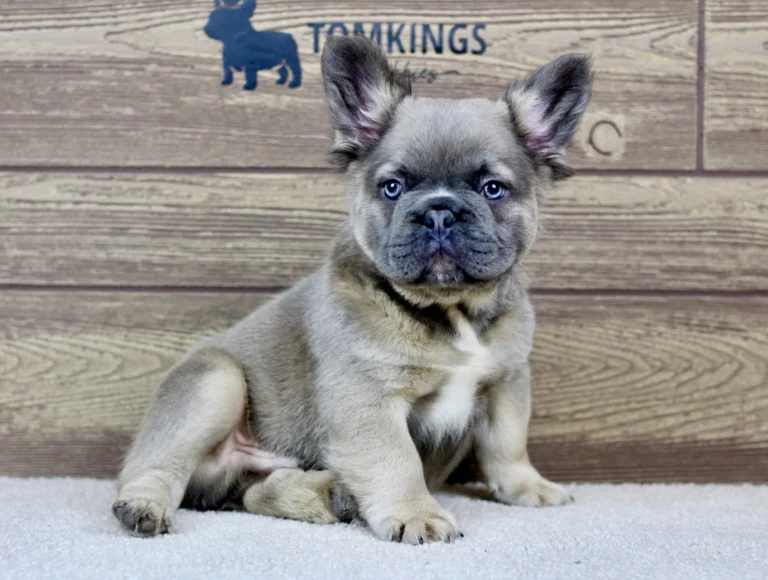 Blue and tan fluffy French Bulldog puppy sitting on a white carpet in front of a TomKings Puppies wooden backdrop.