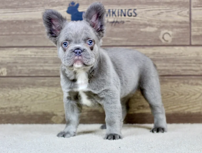 Blue fluffy French Bulldog puppy with a white chest standing on a soft carpet against a wooden backdrop.