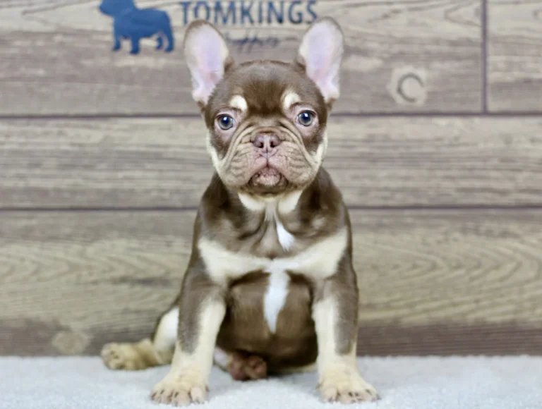 Rojo and tan French Bulldog puppy sitting on a soft carpet indoors.