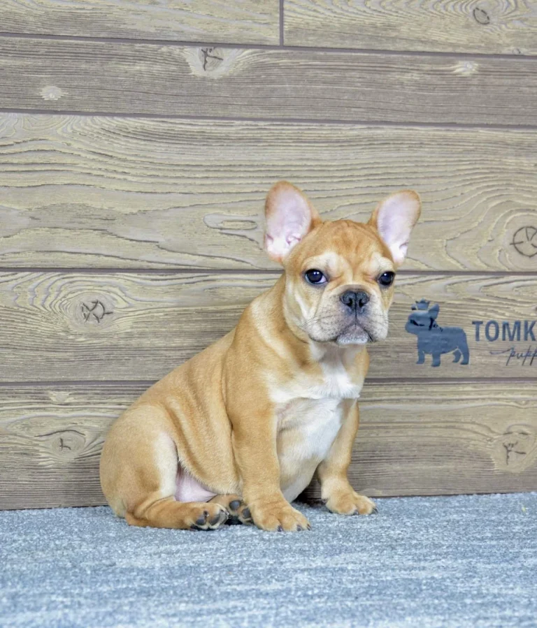 Urajiro French Bulldog puppy sitting on a soft carpet indoors.