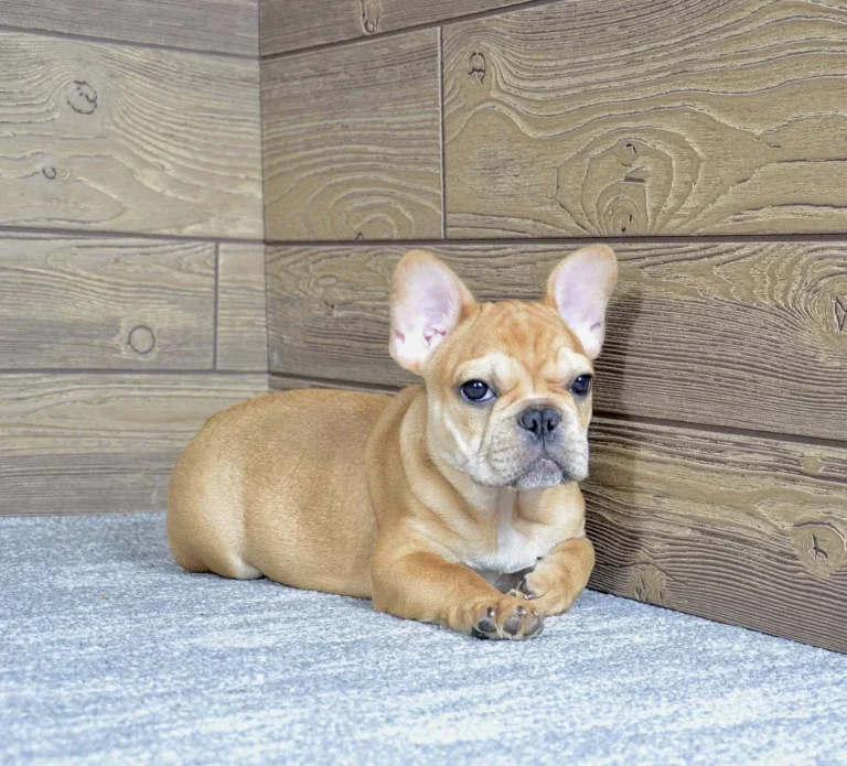 Urajiro French Bulldog puppy lying down indoors on a soft carpet.