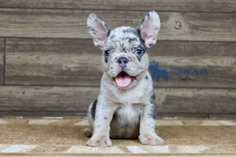 Blue merle French Bulldog puppy sitting indoors with its tongue out.