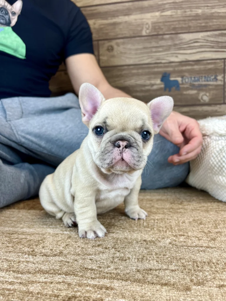 Lilac fawn French Bulldog puppy sitting indoors on a carpet.