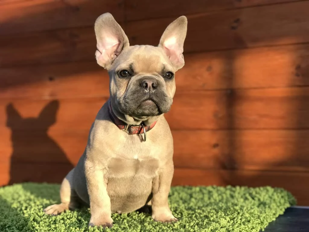 Fawn French Bulldog puppy sitting on artificial turf with a wood plank background