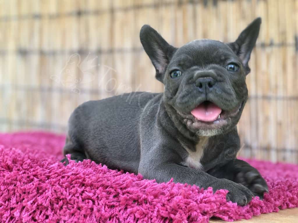 Five steps to follow when you buy a Frenchie online - TomKings Blog
