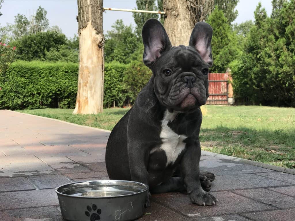 Homemade Frenchie food recipes (to make your pup lick