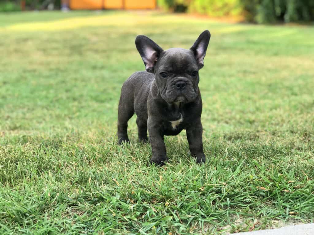 The daddy of hundreds of Frenchies - spotlight on TomKings Puppies Co-Founder Tomi Kiss - TomKings Blog