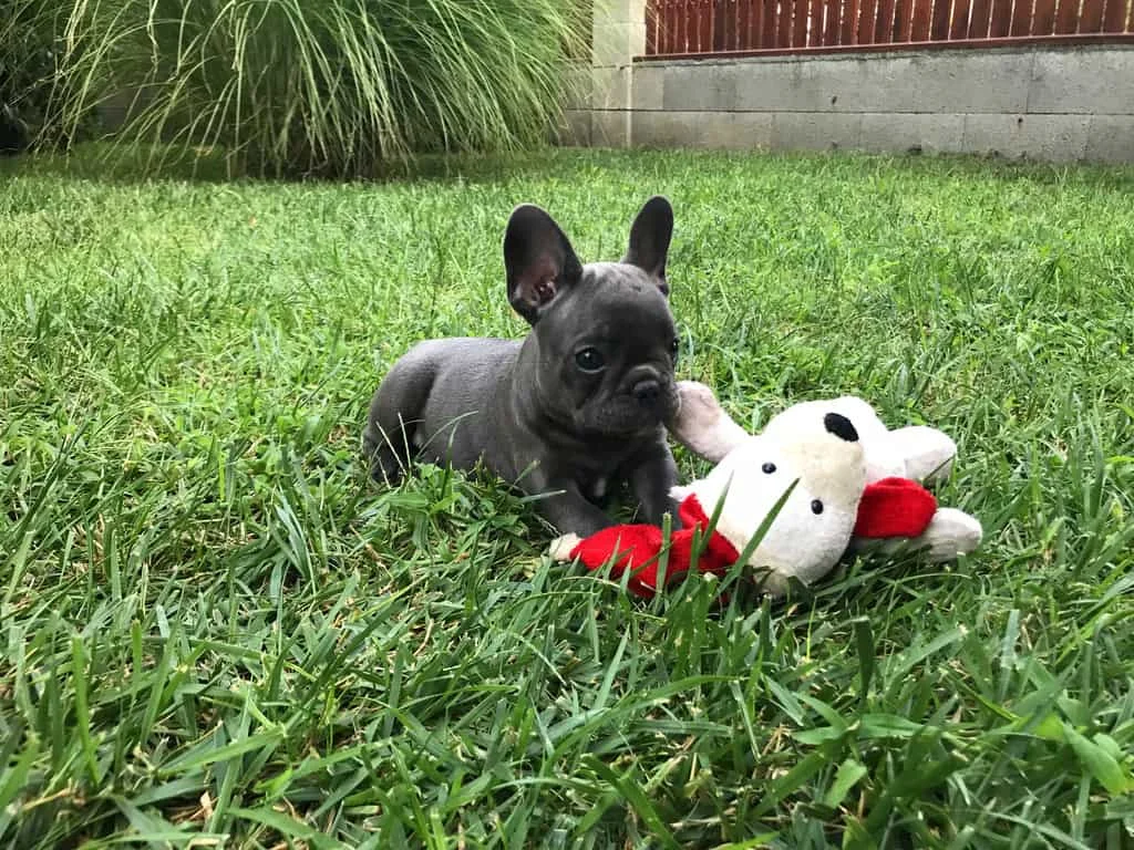 Grey French Bulldog puppy lying in grass with a stuffed toy
