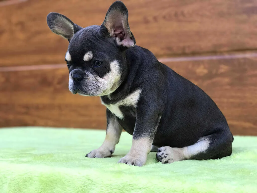 Black and tan French Bulldog puppy sitting on a green blanket