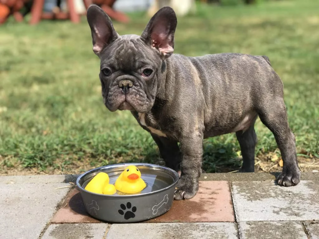 Brindle French Bulldog puppy standing near a bowl with rubber ducks