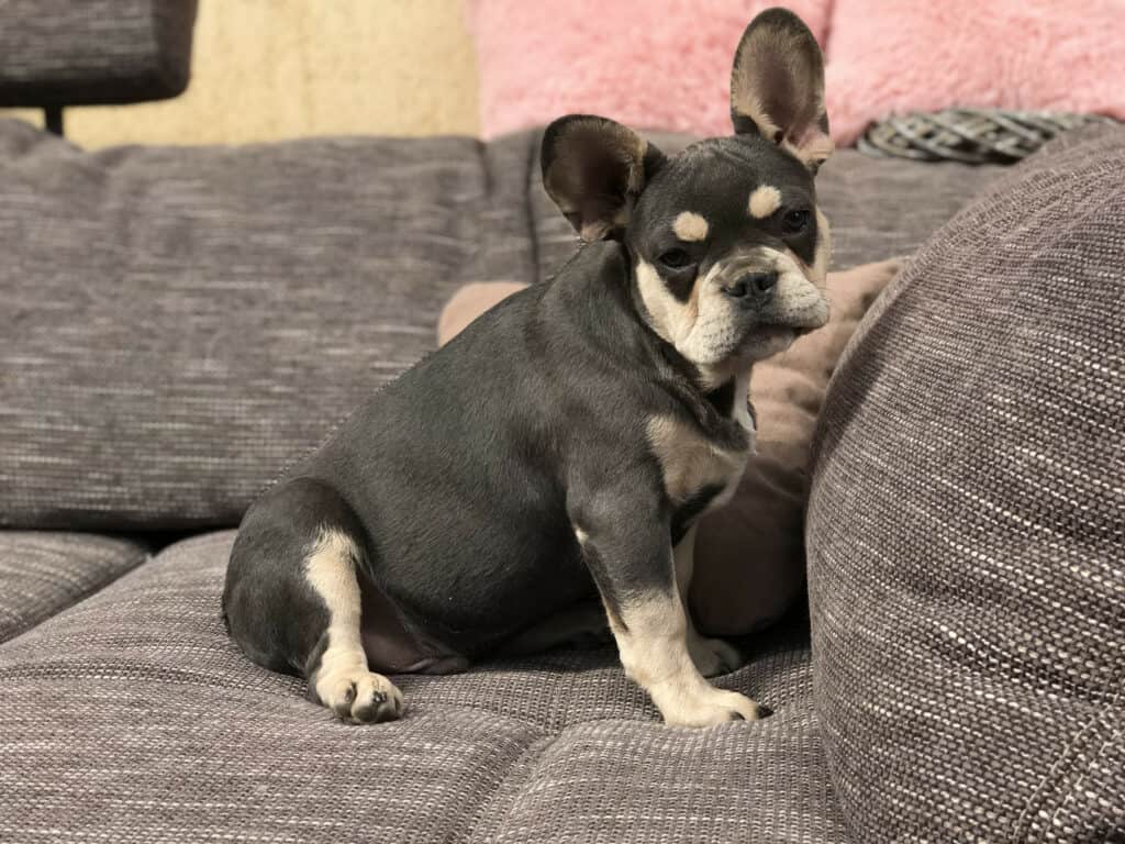 Why is the French Bulldog one of the most popular breeds? - TomKings Blog