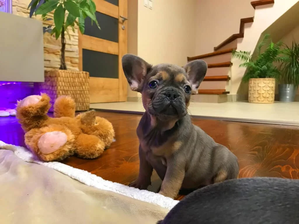 Black and tan French Bulldog puppy sitting indoors near a staircase