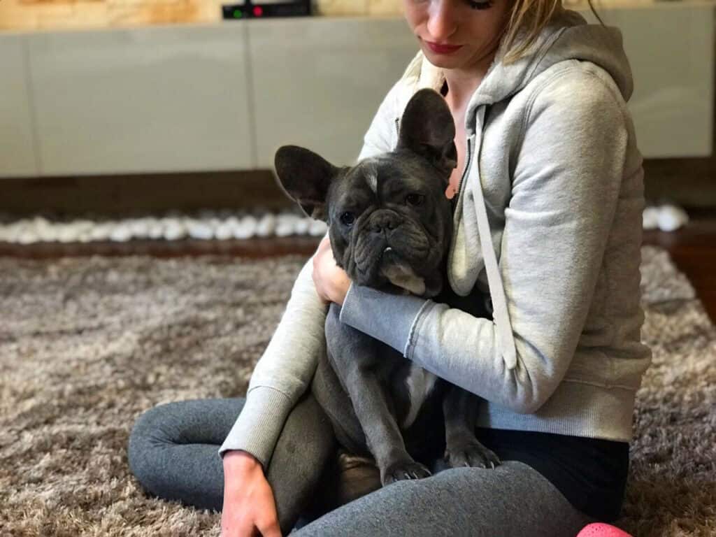 Who takes care of my Frenchie, if I am away? [Dog sitters, dog hotels] - TomKings Blog