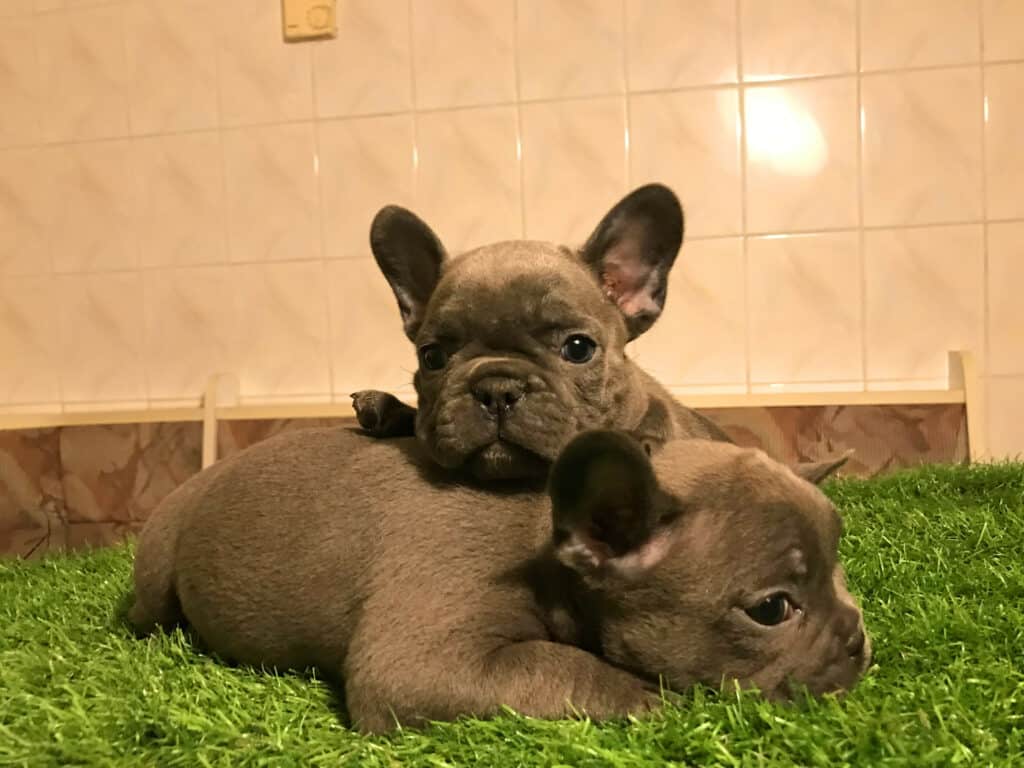 What is the best age to adopt a French Bulldog puppy? - TomKings Blog