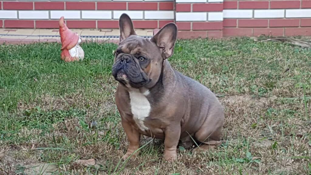 Five misbeliefs about French Bulldogs - TomKings Blog