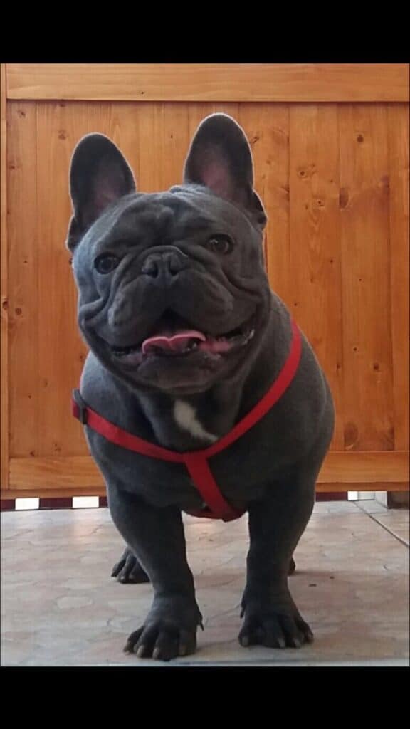 What to do if your Frenchie drools a lot? - TomKings Blog
