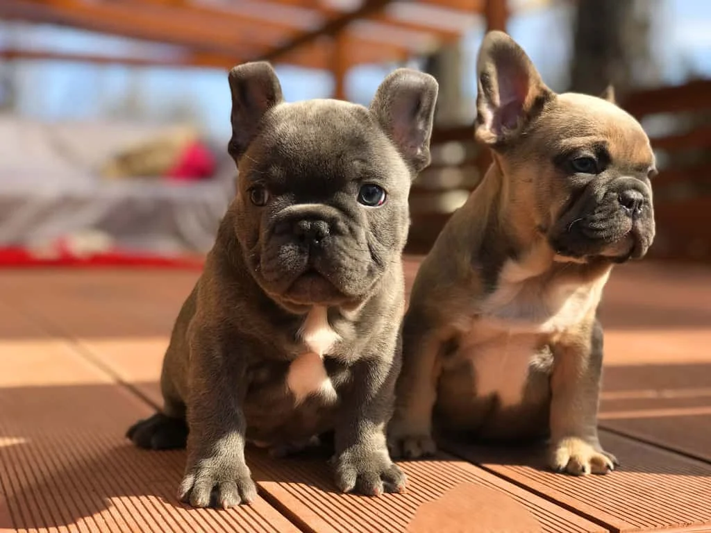 Blue and fawn French Bulldog puppies sitting side by side