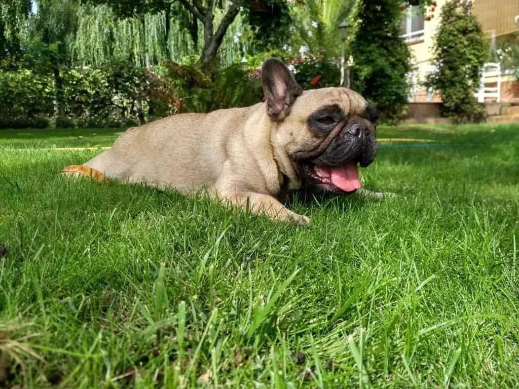 Fawn French Bulldog lying in grass with tongue out