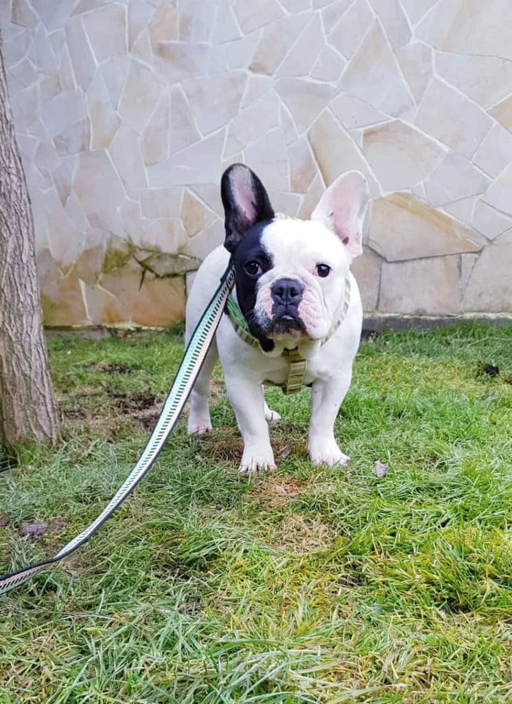 Black and white French Bulldog standing on a leash outdoors