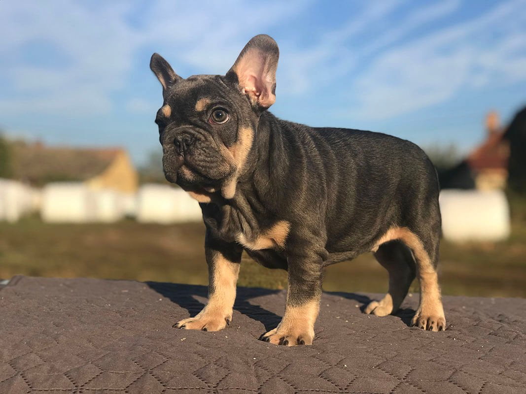 [Tutorial] How to train your Frenchie - from the first days to pro