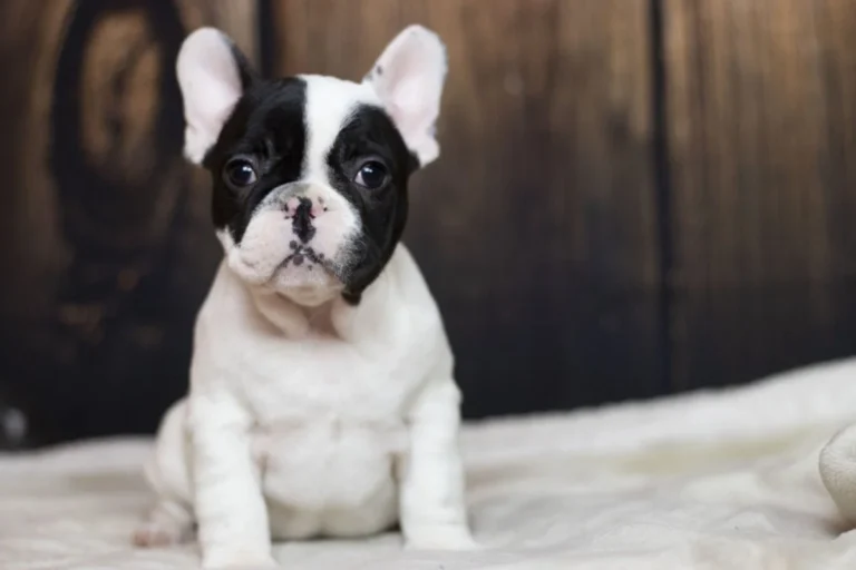 Black and white pied French Bulldog puppy sitting on a white blanket in front of a dark wooden background.