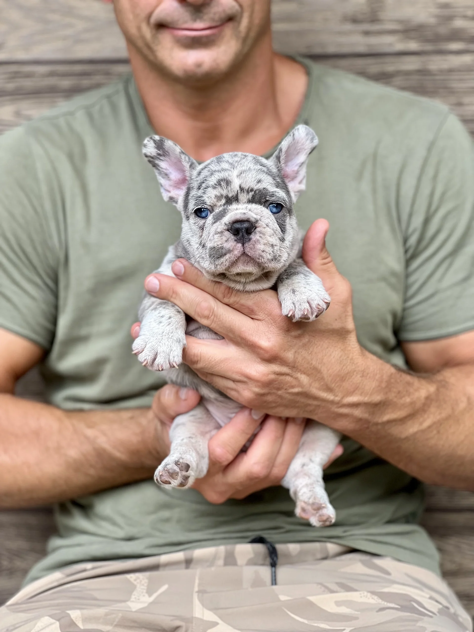 Blue merle French Bulldog puppy being held by a man outdoors.