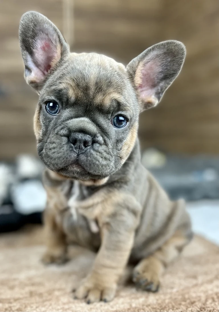 Lilac sable French Bulldog puppy sitting indoors and looking at the camera.