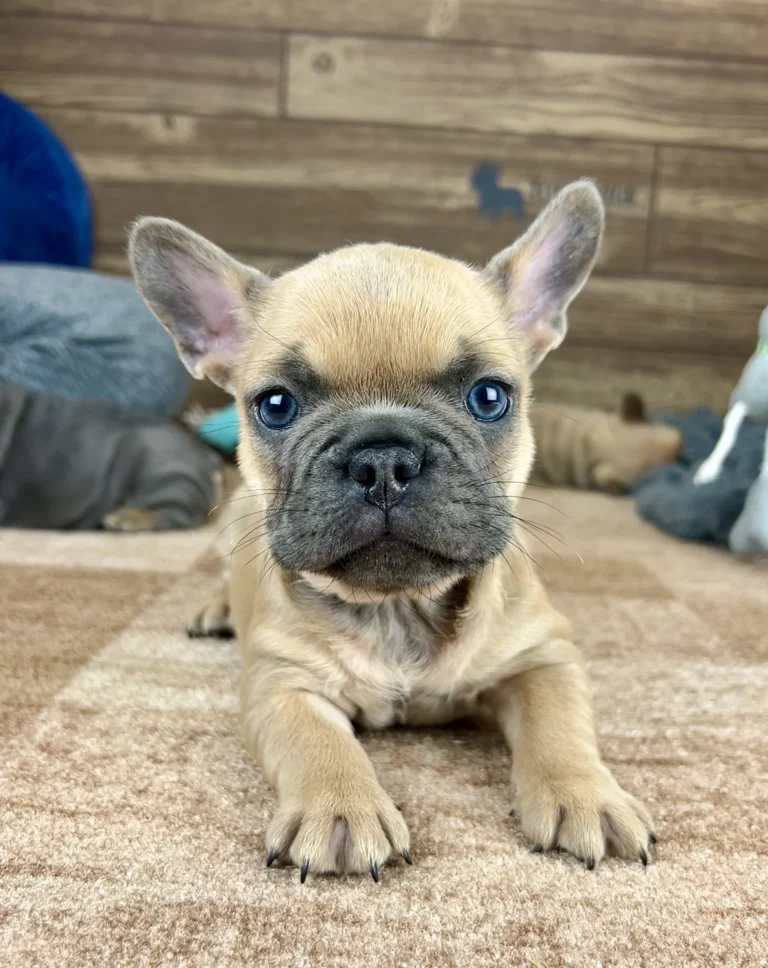 Lilac fawn French Bulldog puppy lying on a soft carpet indoors and looking at the camera.