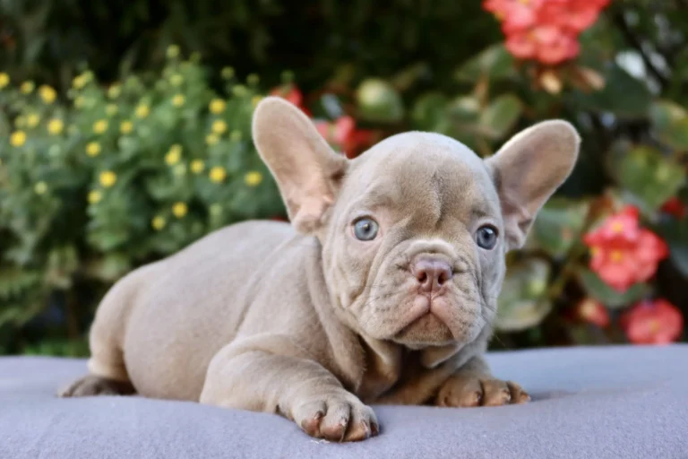 Isabella French Bulldog puppy lying outdoors with colorful flowers behind.